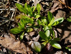 Epilobium glandulosum