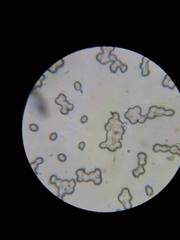 Tricholoma viridiolivaceum