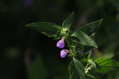 Justicia diclipteroides