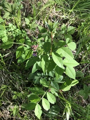 Vicia venosa baicalensis