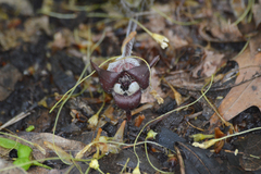 Asarum canadense reflexum