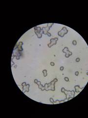 Tricholoma viridiolivaceum