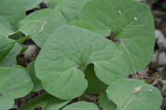 Asarum canadense reflexum