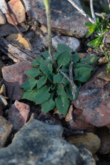 Pterostylis rubescens