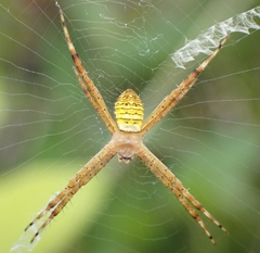 Argiope aemula