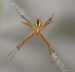 Argiope aemula