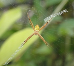 Argiope aemula