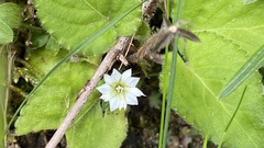 Gentiana flavomaculata
