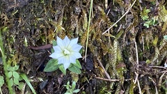 Gentiana flavomaculata