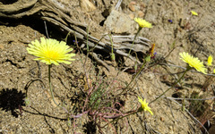 Calycoseris parryi