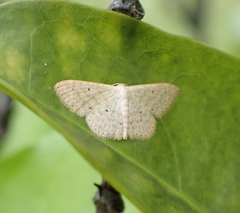 Scopula parodites