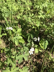 Geranium krylovii
