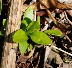 Epilobium glandulosum
