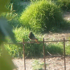 Phoenicurus ochruros