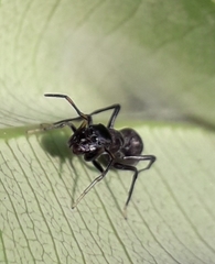 Myrmarachne