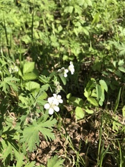 Geranium krylovii