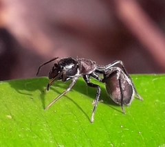 Myrmarachne