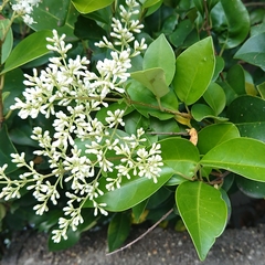 Ligustrum japonicum