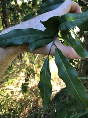 Capparis arborea