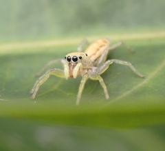 Cosmophasis lami