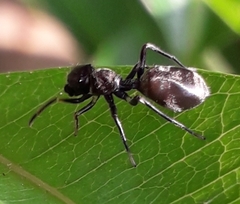 Myrmarachne