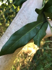 Capparis arborea
