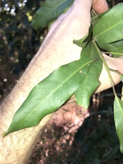 Capparis arborea