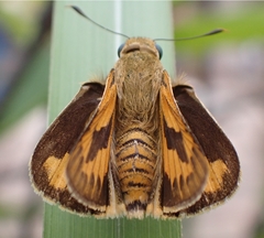 Cephrenes trichopepla