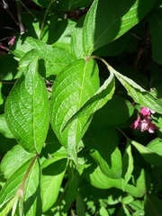 Weigela hortensis