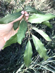 Capparis arborea