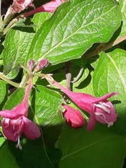 Weigela hortensis
