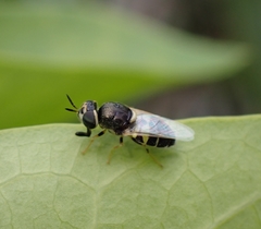 Diptera