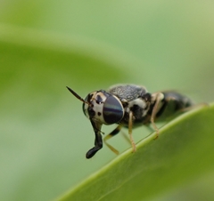 Diptera