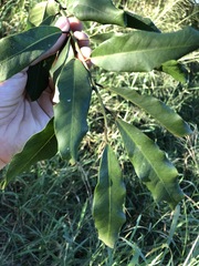 Capparis arborea