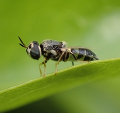 Diptera