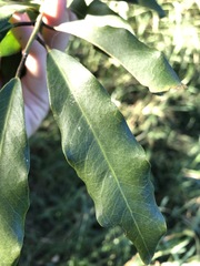 Capparis arborea