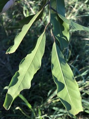 Capparis arborea