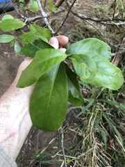 Siphonodon australis