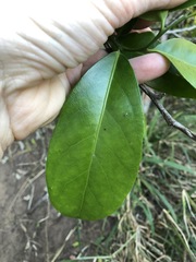 Siphonodon australis