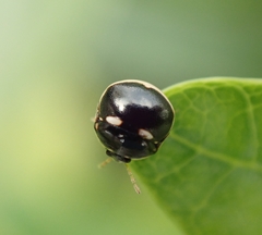Coptosoma variegatum