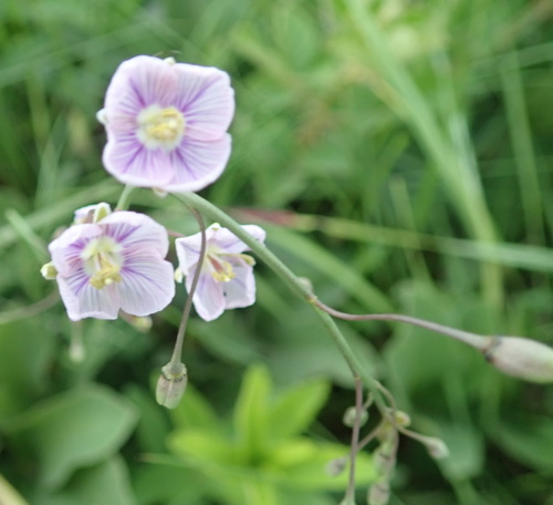 Image of Heliophila rigidiuscula by no rights reserved