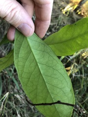 Siphonodon australis