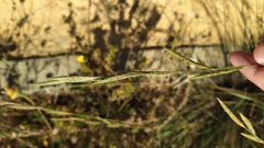 Brachypodium phoenicoides