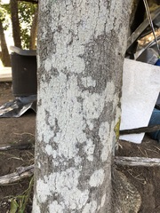 Siphonodon australis