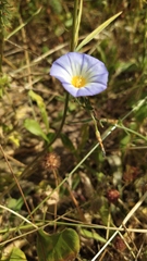 Convolvulus meonanthus