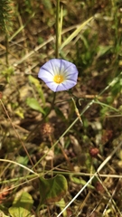 Convolvulus meonanthus