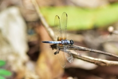 Brachydiplax chalybea