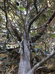 Siphonodon australis