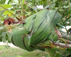 Oecophylla smaragdina