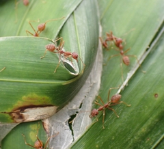 Oecophylla smaragdina
